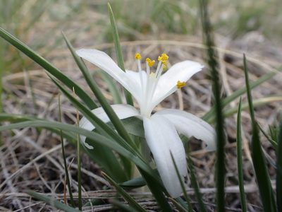 Leucocrinum montanum, photographed by Matt Lavin