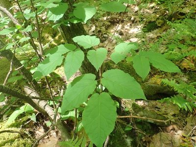 Aralia racemosa, photographed by Lynn Harper