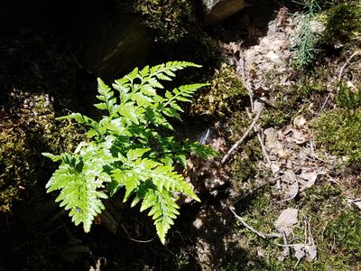 Asplenium adiantum-nigrum, photographed by ahabo