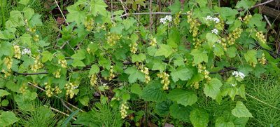 Ribes americanum, photographed by Ian Whyte