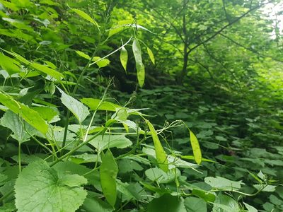 Lunaria rediviva, photographed by ahabo