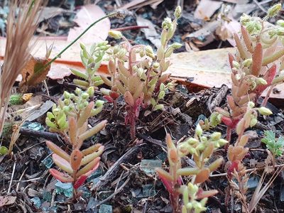 Sedum pubescens, photographed by Mehdi Chetibi