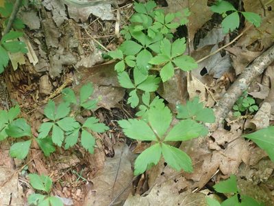 Anemone quinquefolia, photographed by Lynn Harper