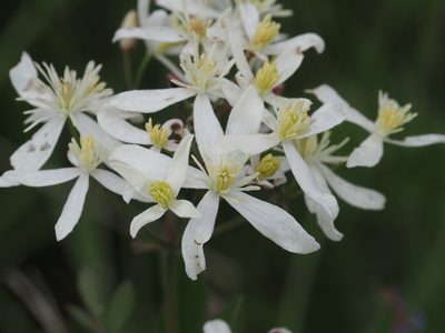 Clematis recta, photographed by Michael Knapp
