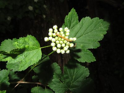 Physocarpus opulifolius, photographed by Mila C.