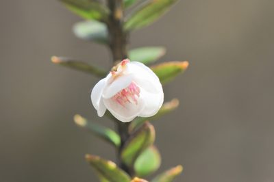 Ugni myricoides, photographed by Morten Ross