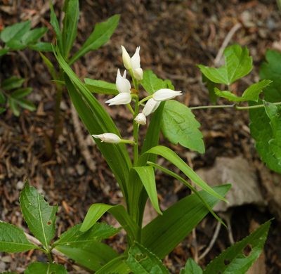 Cephalanthera longifolia, photographed by Tobias Schönberg