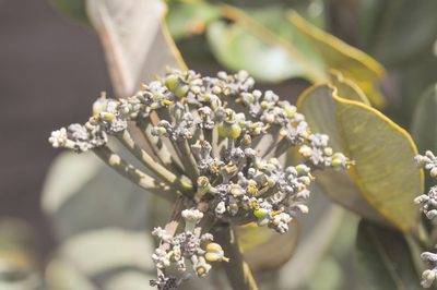 Crepinella umbellata, photographed by Morten Ross