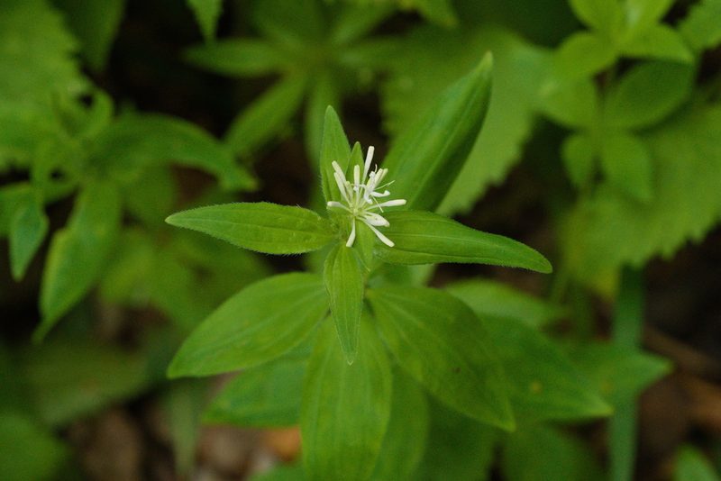 Asperula taurina, photographed by Tobias Schönberg