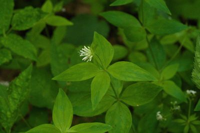 Asperula taurina, photographed by Tobias Schönberg