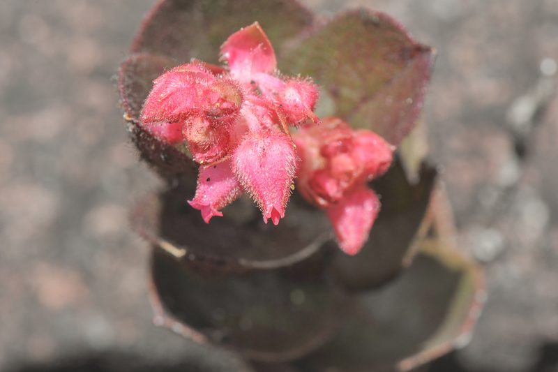 Gaultheria setulosa, photographed by Morten Ross