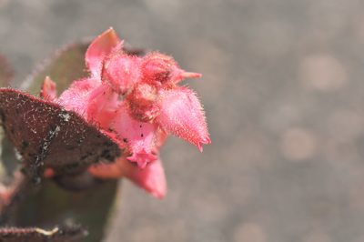 Gaultheria setulosa, photographed by Morten Ross