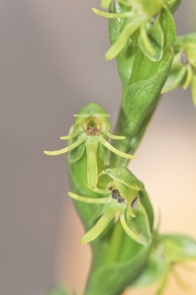 Habenaria roraimensis, photographed by Morten Ross