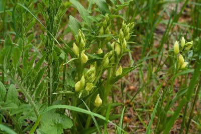 Cephalanthera damasonium, photographed by Tobias Schönberg