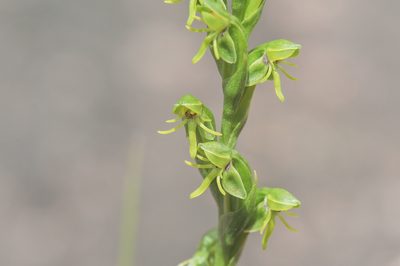 Habenaria roraimensis, photographed by Morten Ross