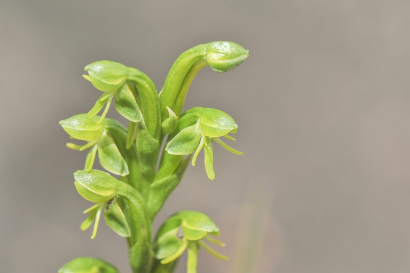 Habenaria roraimensis, photographed by Morten Ross