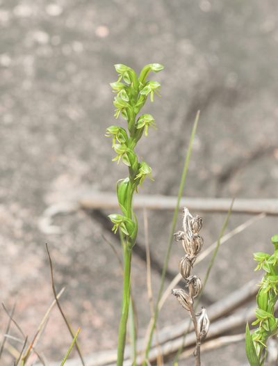 Habenaria roraimensis, photographed by Morten Ross