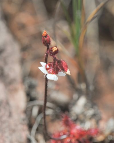 Drosera roraimae, photographed by Morten Ross