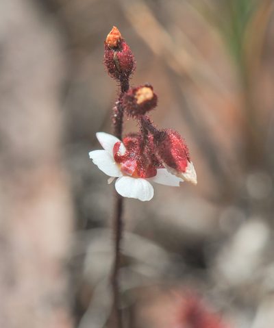 Drosera roraimae, photographed by Morten Ross