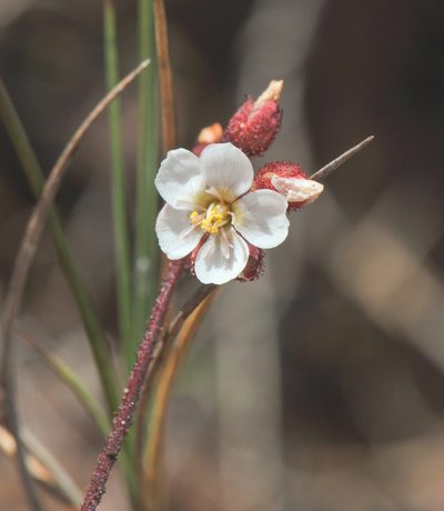 Drosera roraimae, photographed by Morten Ross