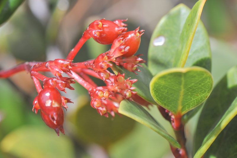Notopleura crassa, photographed by Morten Ross