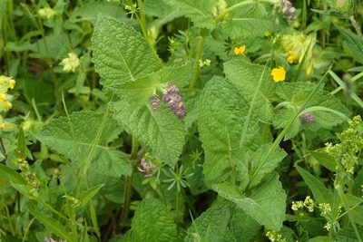 Salvia verticillata, photographed by Tobias Schönberg