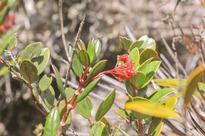 Notopleura crassa, photographed by Morten Ross