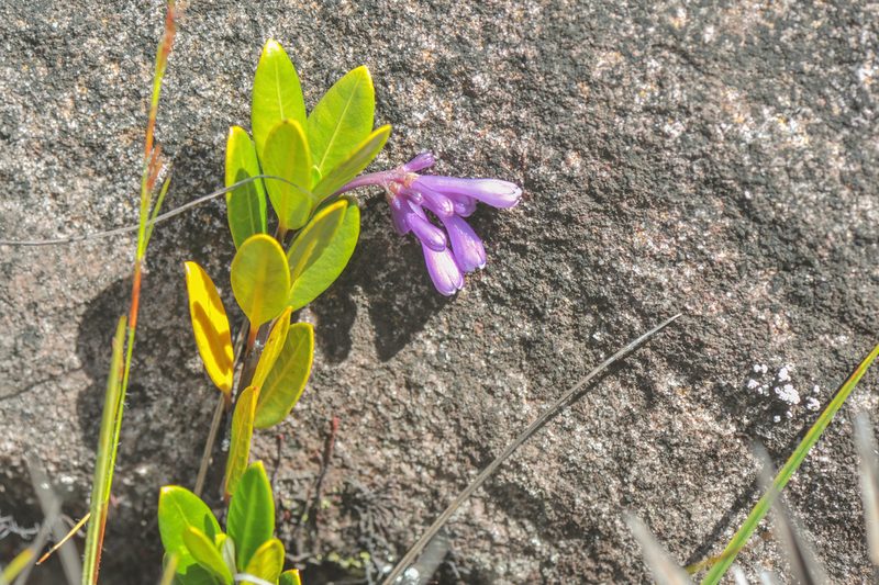 Palicourea concinna, photographed by Morten Ross