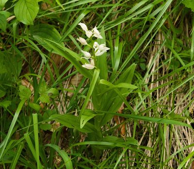 Cephalanthera longifolia, photographed by Tobias Schönberg