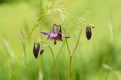 Aquilegia atrata, photographed by Tobias Schönberg