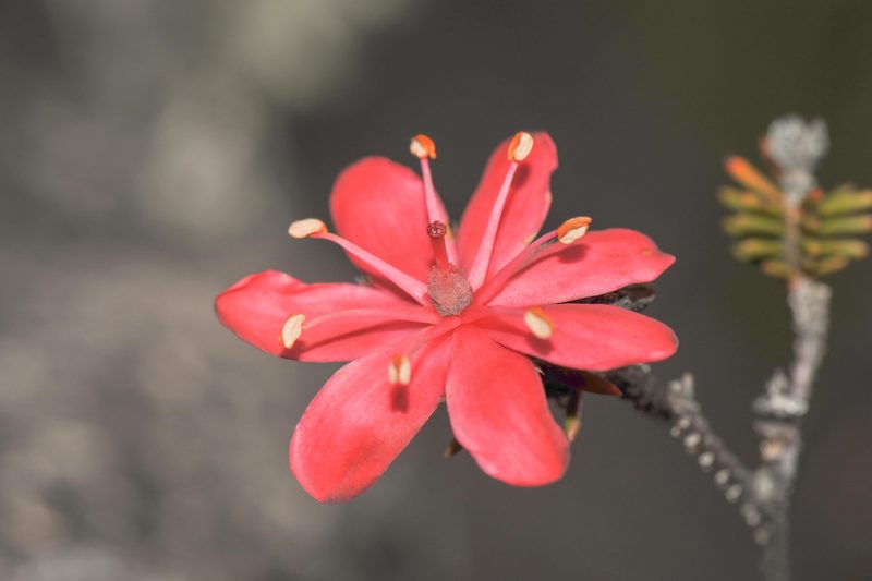 Ledothamnus sessiliflorus, photographed by Morten Ross