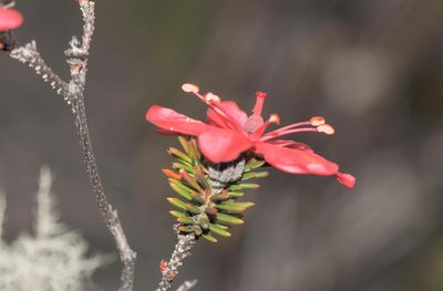 Ledothamnus sessiliflorus, photographed by Morten Ross