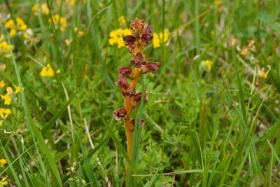 Orobanche gracilis, photographed by Tobias Schönberg