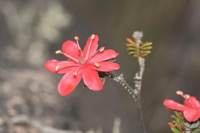 Ledothamnus sessiliflorus, photographed by Morten Ross