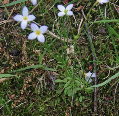 Houstonia caerulea, photographed by Thomas J Nolan