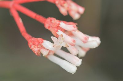 Notopleura crassa, photographed by Morten Ross