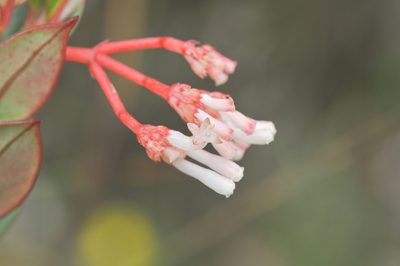 Notopleura crassa, photographed by Morten Ross