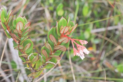 Notopleura crassa, photographed by Morten Ross