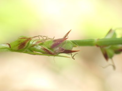 Carex communis, photographed by John Baur