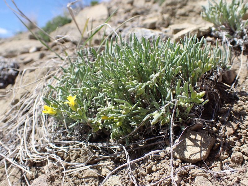 Physaria pycnantha, photographed by Matt Lavin