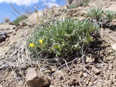 Physaria pycnantha, photographed by Matt Lavin