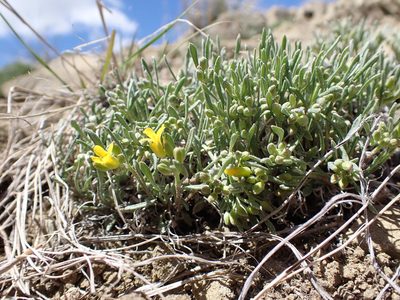 Physaria pycnantha, photographed by Matt Lavin