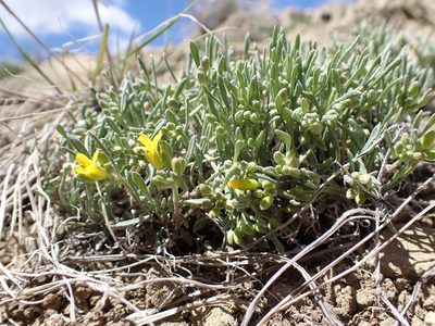 Physaria pycnantha, photographed by Matt Lavin