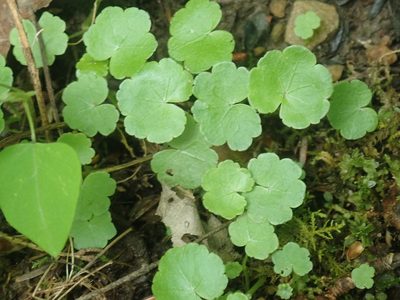 Hydrocotyle americana, photographed by Lynn Harper