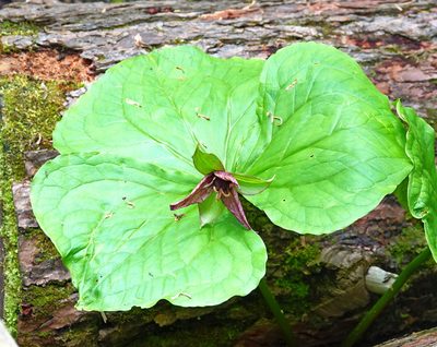 Trillium erectum, photographed by Ian Whyte