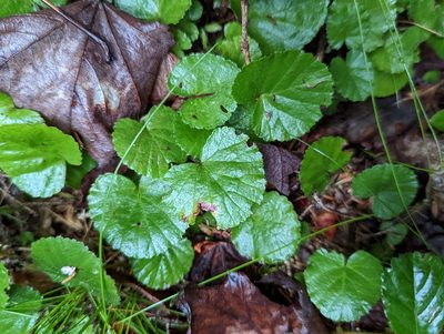 Rubus repens, photographed by Alison Northup