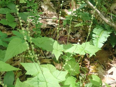 Mitella diphylla, photographed by Lynn Harper