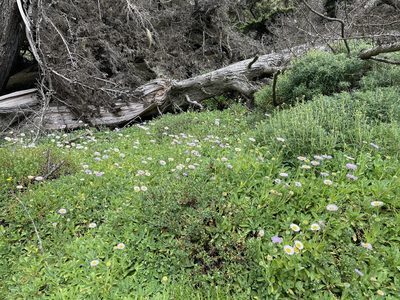 Erigeron glaucus, photographed by Leah Gardner