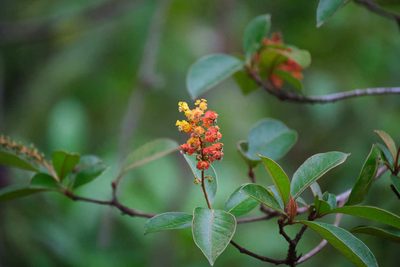 Byrsonima crassifolia, photographed by Shawn O'Donnell