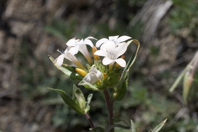 Collomia grandiflora, photographed by Arvel Hernandez